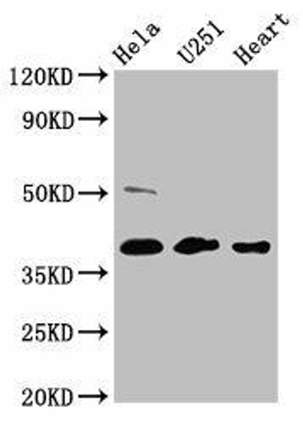 RCN3 Antibody PACO60312