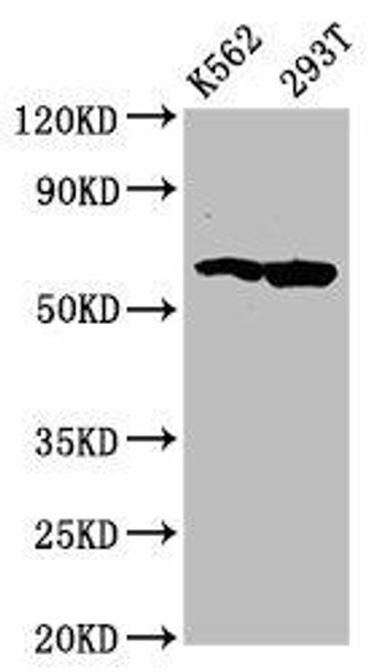 FAM83D Antibody PACO60412