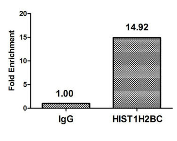 Crotonyl-HIST1H2BC K20 Antibody PACO60477