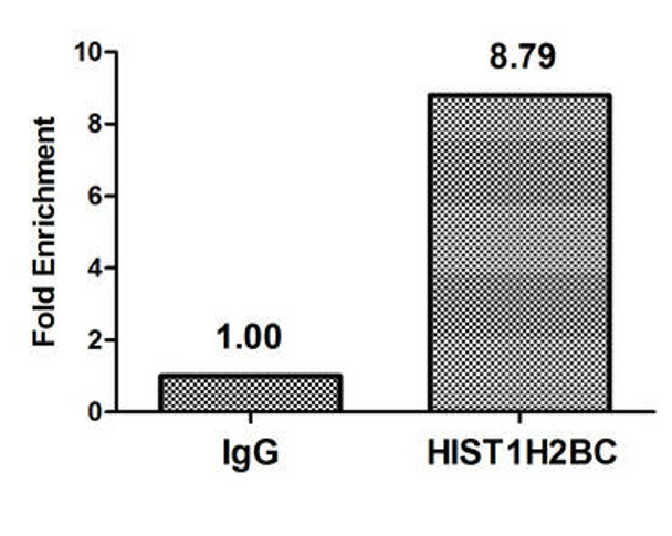 HIST1H2BC Ab-120 Antibody PACO60478