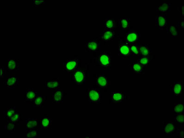 HIST1H2BC Ab-34 Antibody PACO60482