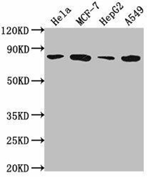 GRHL1 Antibody PACO61726