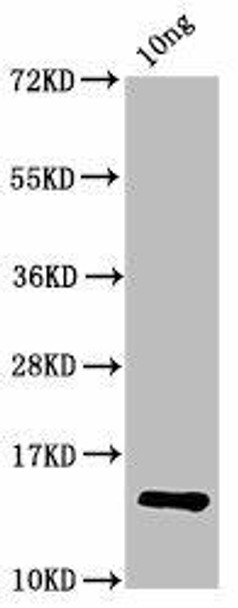 P Antibody PACO61862