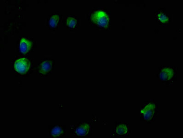 RTN4RL2 Antibody PACO62059