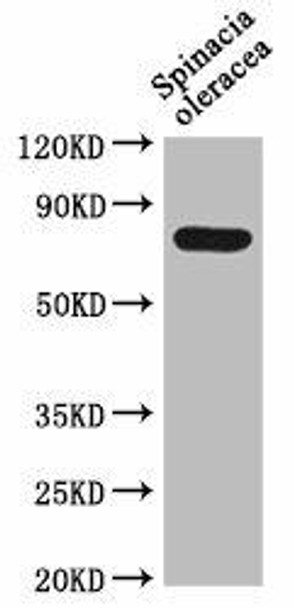 DEG15 Antibody PACO62067