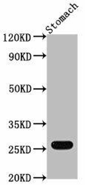 Gsta1 Antibody PACO62683