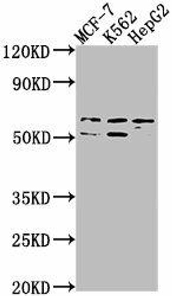 USP17L3 Antibody PACO63055