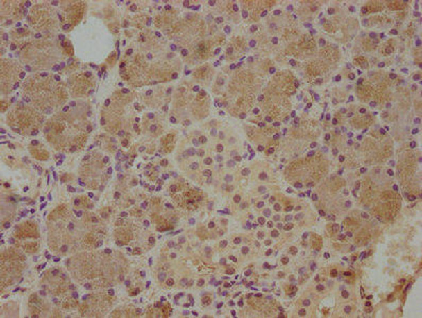 CST5 Antibody PACO63283