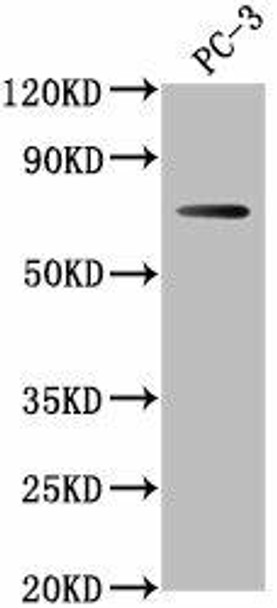 DVL1P1 Antibody PACO63287