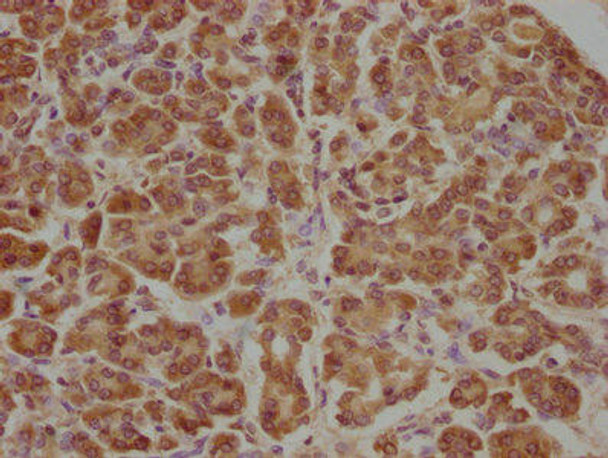 APCDD1 Antibody PACO63443