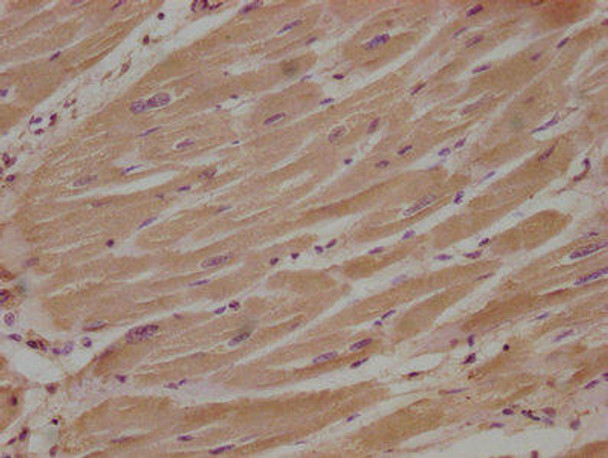 NENF Antibody PACO63527