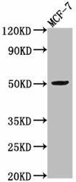 VIPR2 Antibody PACO63731