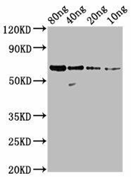 N Antibody PACO63755