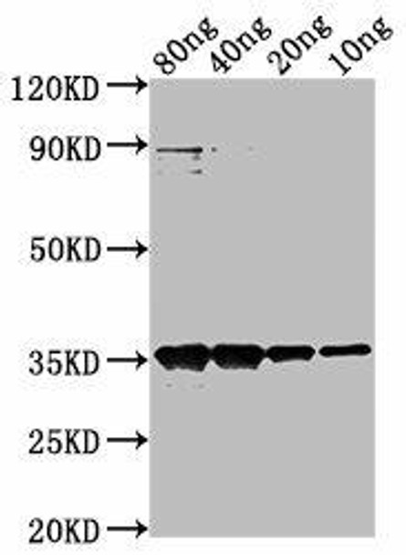 M Antibody PACO63759