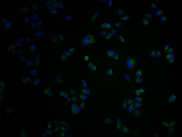 OR1K1 Antibody PACO64371