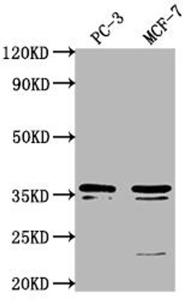 OR6C1 Antibody PACO64427