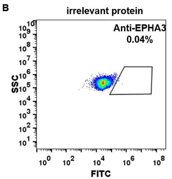 Anti-EPHA3 ifabotuzumab biosimilar mAb HDBS0019