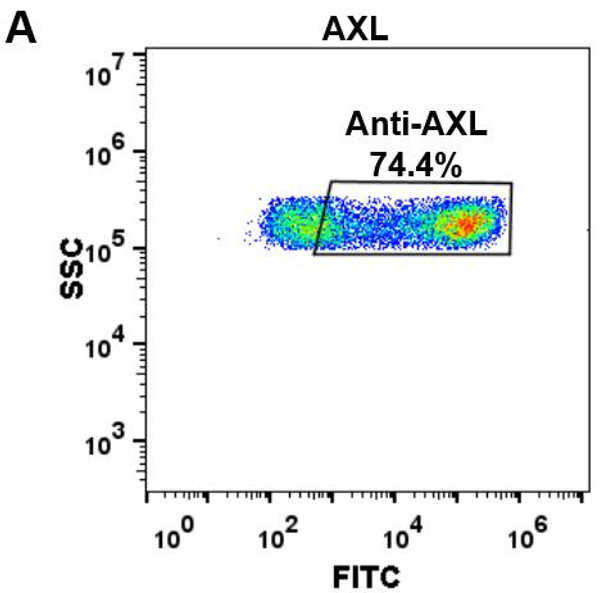 Anti-AXL enapotamab biosimilar mAb HDBS0033