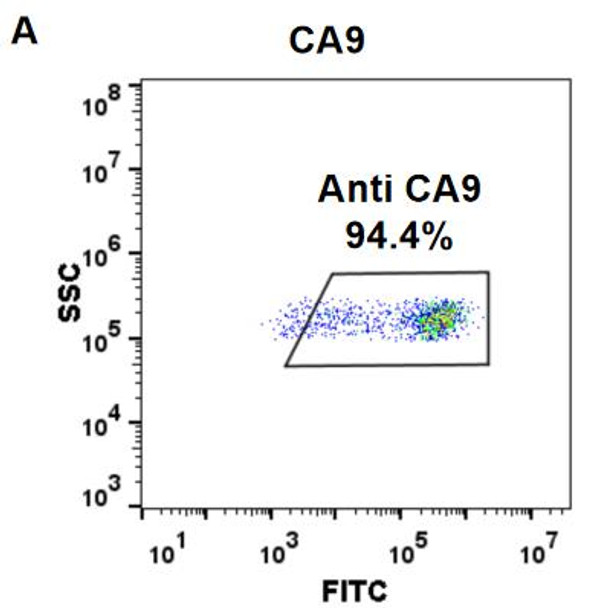 Anti-CA9 girentuximab biosimilar mAb HDBS0040