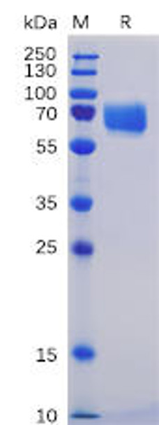 Human SLAMF5 Recombinant Protein mFc-His Tag HDPT0047