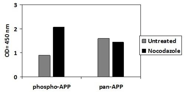 Human Phospho-APP T668 and Total APP PharmaGenie ELISA Kit SBRS1750