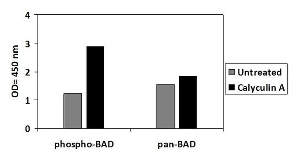 Human Phospho-BAD S112 PharmaGenie ELISA Kit SBRS1759