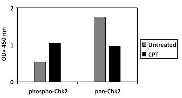 Human Phospho-CHK2 T68 and Total CHK2 PharmaGenie ELISA Kit SBRS1777