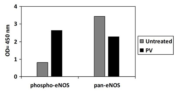 Human Phospho-eNOS S1177 PharmaGenie ELISA Kit SBRS1803