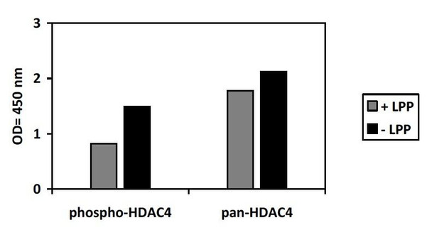 Human Phospho-HDAC4 S632 and Total HDAC4 PharmaGenie ELISA Kit SBRS1851