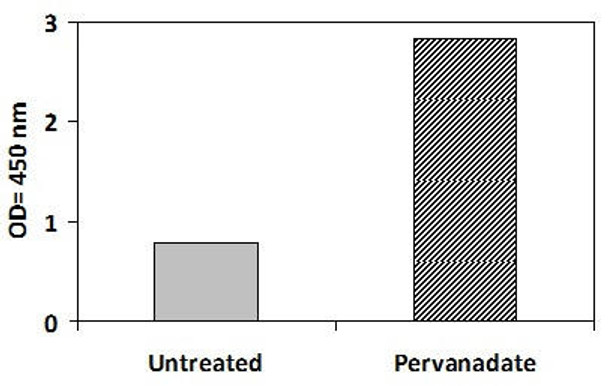 Jurkat cells were treated or untreated with Pervanadate for 10 min at 37oC. Cell lysates were analyzed using this phosphoELISA