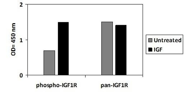 Human Phospho-IGF1R Y1165/1166 SBRS1855