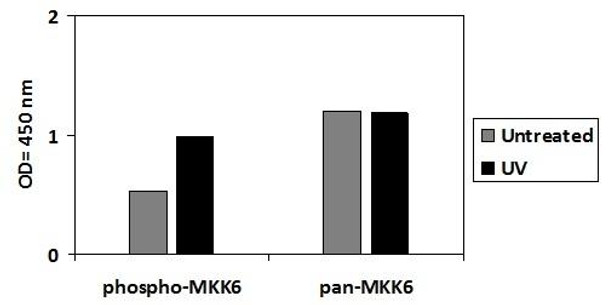 Human/Mouse/Rat Phospho-MKK6 S207 PharmaGenie ELISA Kit SBRS1898