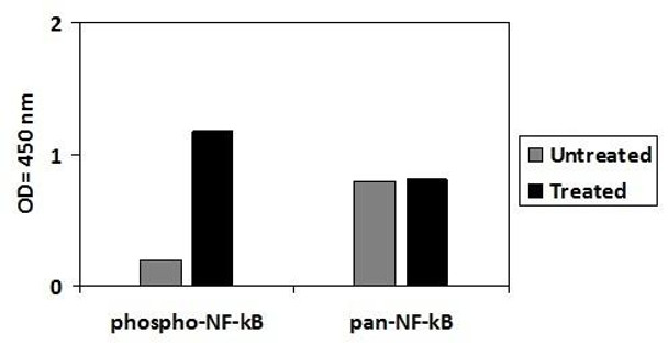 Human/Mouse/Rat Phospho-NF-KB p65 S536 PharmaGenie ELISA Kit SBRS1911