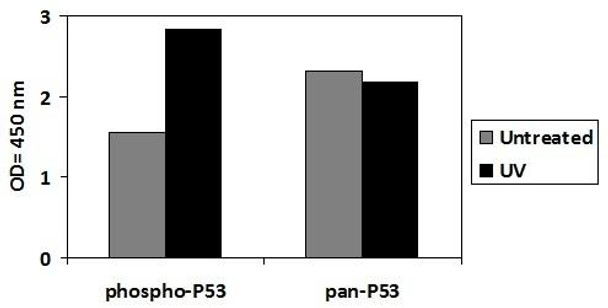 Human/Mouse/Rat Phospho-P53 S15 and Total P53 PharmaGenie ELISA Kit SBRS1918