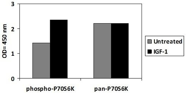 Human/Mouse/Rat Phospho-P70S6K T421/S424 and Total P70S6K PharmaGenie ELISA Kit SBRS1921