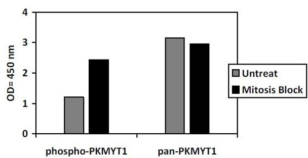 Human, Mouse and Rat Phospho-PDK1 Ser241 and Total PDK1 PharmaGenie ELISA Kit SBRS1929