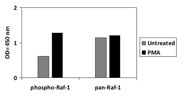 Human/Mouse/Rat Phospho-Raf-1 Ser301 PharmaGenie ELISA Kit SBRS1943