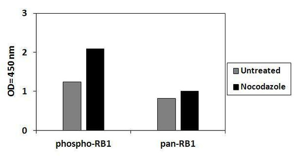 Human Phospho-RB T826 and Total RB PharmaGenie ELISA Kit SBRS1946