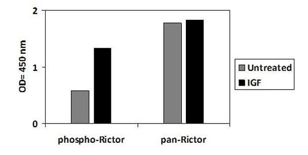 Human/Mouse Phospho-Rictor T1135 PharmaGenie ELISA Kit SBRS1948