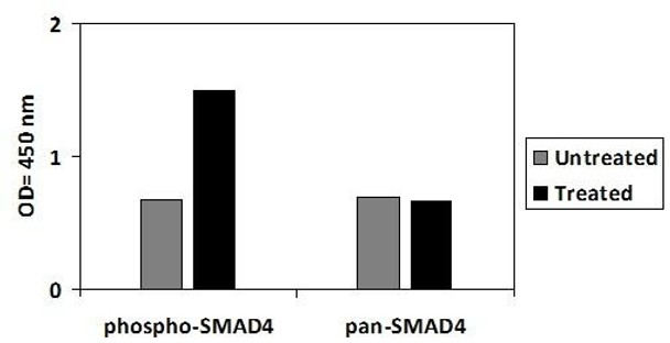 Human Phospho-SMAD4 Thr277 and Total SMAD4 PharmaGenie ELISA Kit SBRS1973