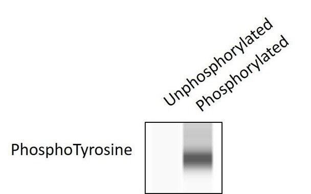 Human Phosphotyrosine Alpha-synuclein Quantitative PharmaGenie ELISA Kit SBRS1976