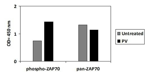 Human Phospho-ZAP70 Y493 PharmaGenie ELISA Kit SBRS2020