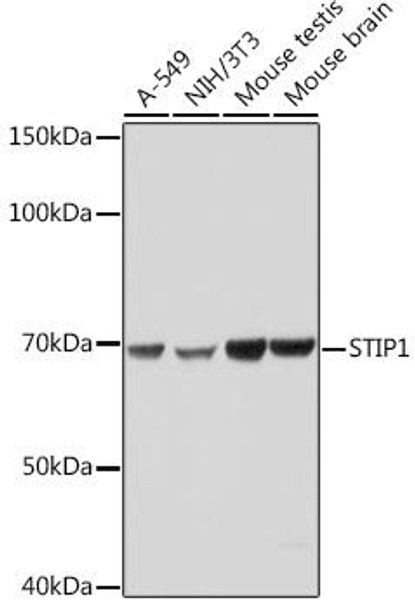 Anti-STIP1 Antibody CAB0036