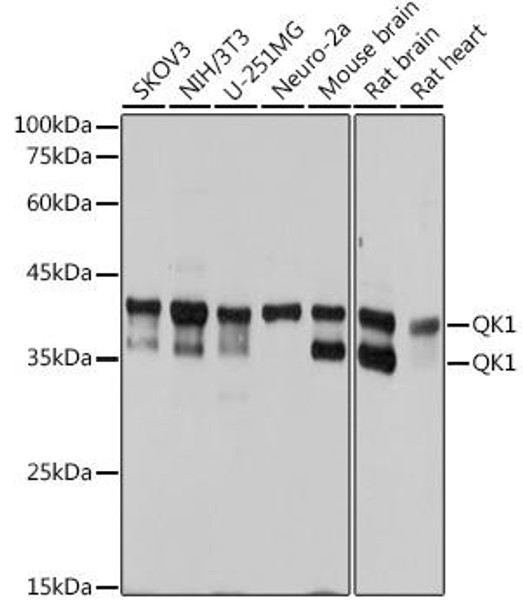 Anti-QK1 Antibody CAB0193
