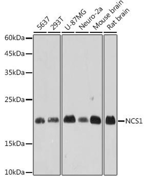 Anti-NCS1 Antibody CAB0598