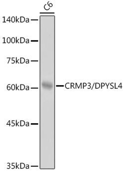 Anti-CRMP3/DPYSL4 Antibody CAB0624