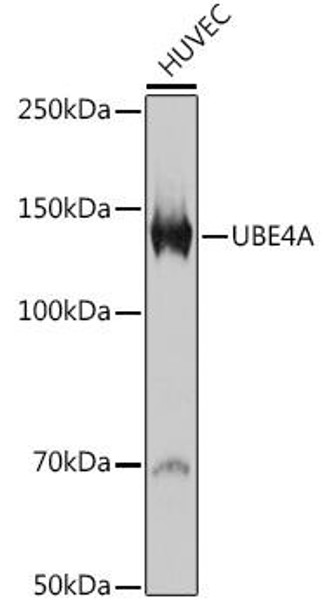 Anti-UBE4A Antibody CAB0710