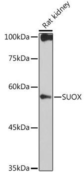 Anti-SUOX Antibody CAB0733