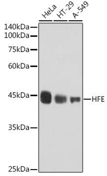 Anti-HFE Antibody CAB0937