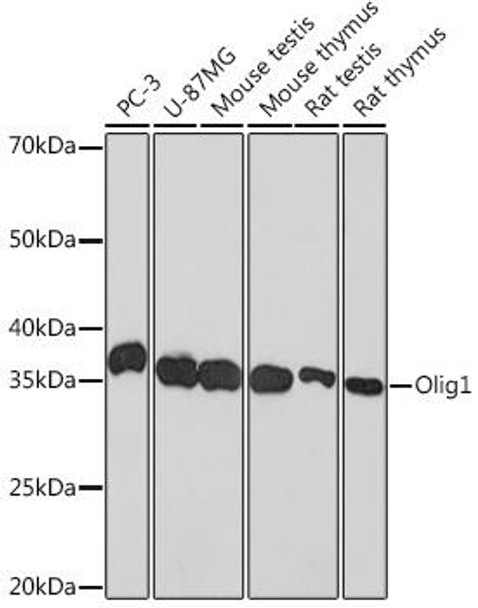 Anti-Olig1 Antibody CAB0953